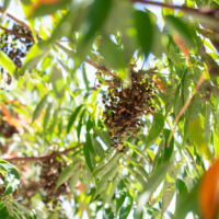 11月の店休日について