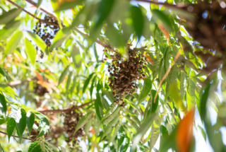 11月の店休日について