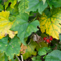 12月の店休日について