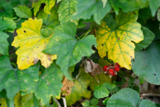 12月の店休日について