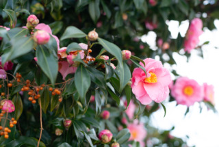 1月の店休日について