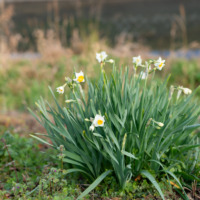2月の店休日について
