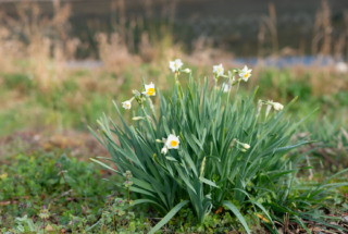 2月の店休日について