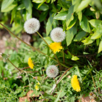 3月の店休日について