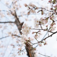 4月の店休日について