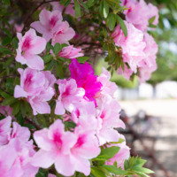 5月の店休日について